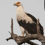 Palm-nut Vulture