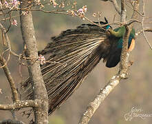 Green Peafowl