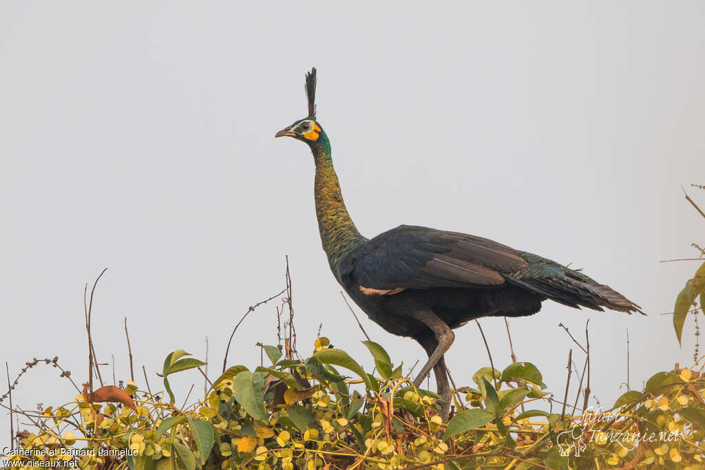 Green Peafowl female adult, identification