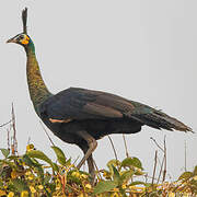 Green Peafowl