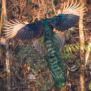 Green Peafowl