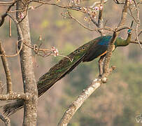 Green Peafowl