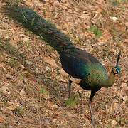 Green Peafowl