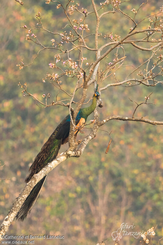 Green Peafowl male adult, identification