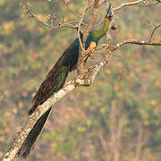 Green Peafowl