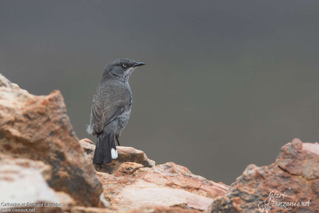 Layard's Warbleradult, identification