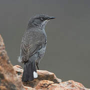 Layard's Warbler