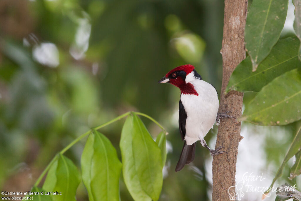 Masked Cardinaladult, identification