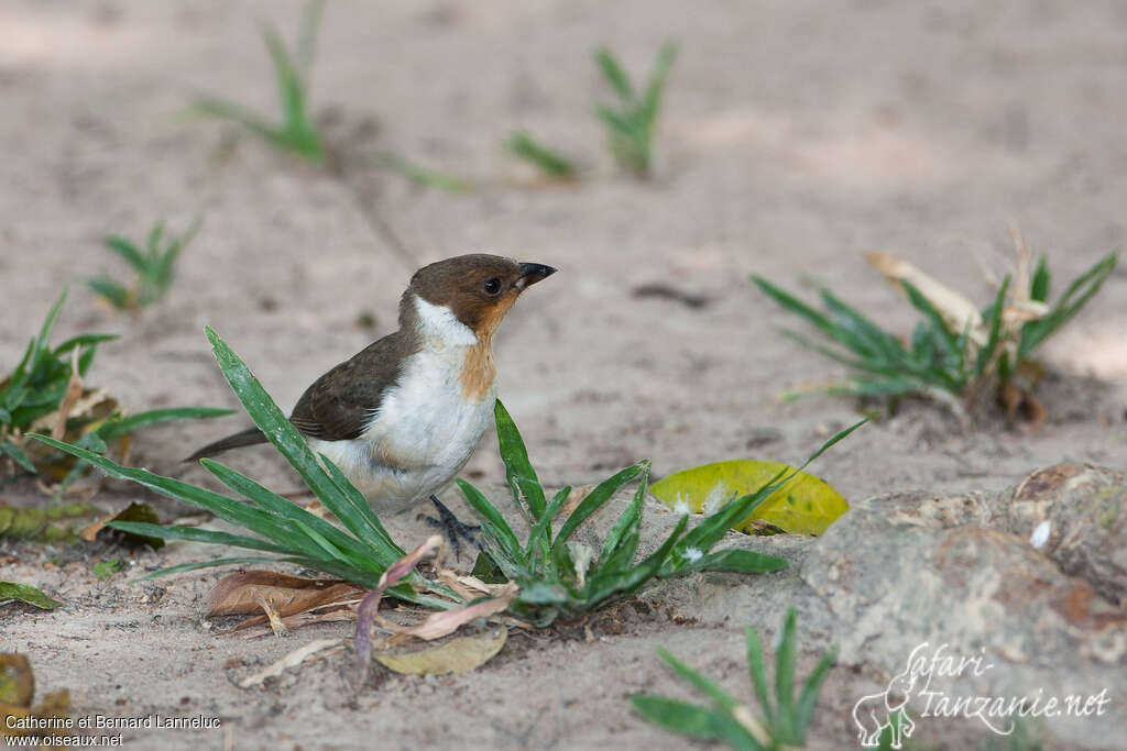 Masked Cardinalimmature, identification