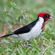 Masked Cardinal