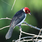 Red-capped Cardinal