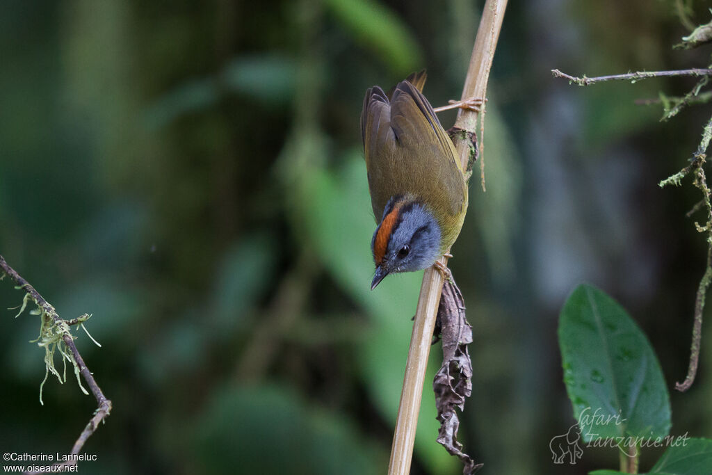 Russet-crowned Warbler