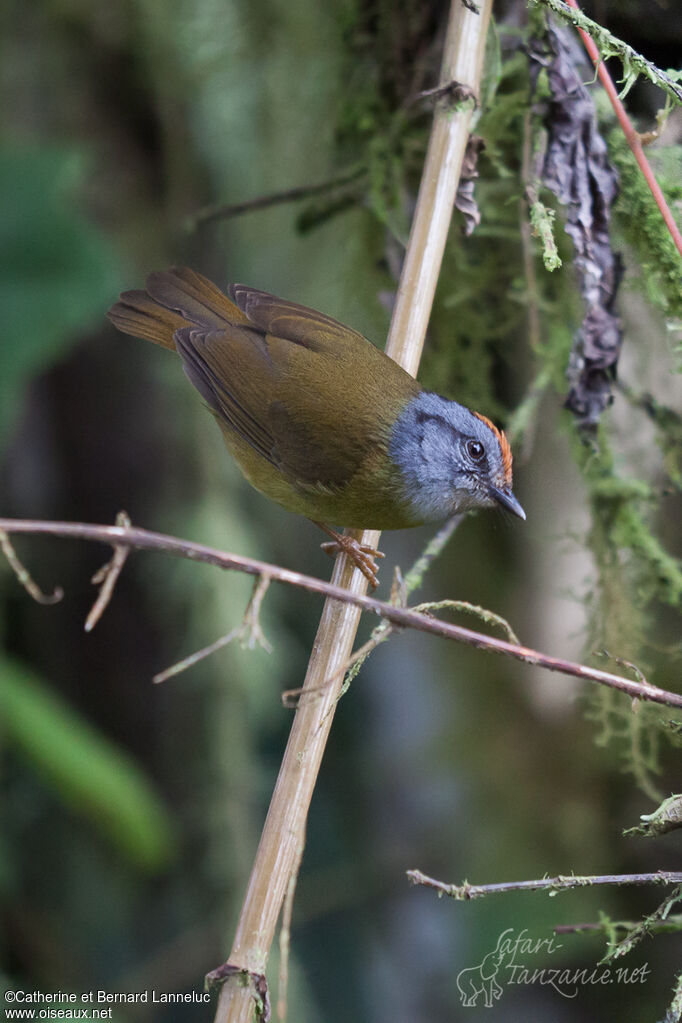 Russet-crowned Warbler