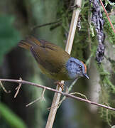 Russet-crowned Warbler