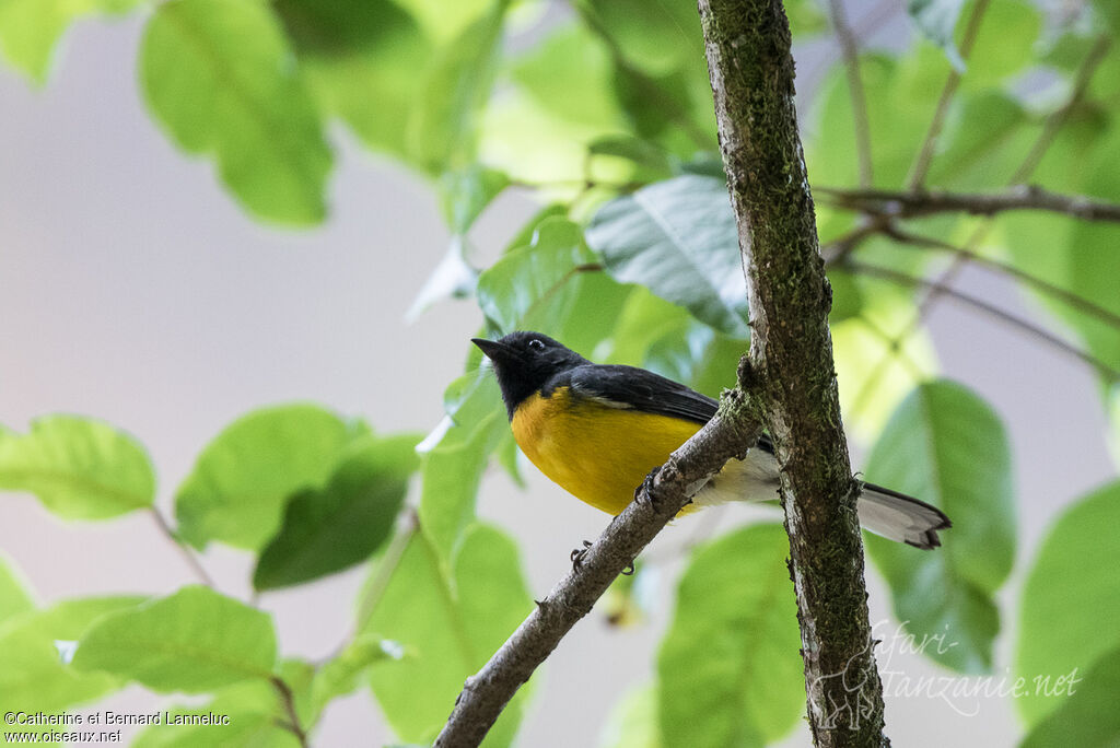 Slate-throated Whitestartadult