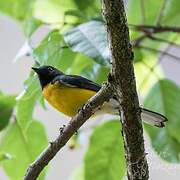 Slate-throated Whitestart