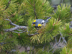 Audubon's Warbler