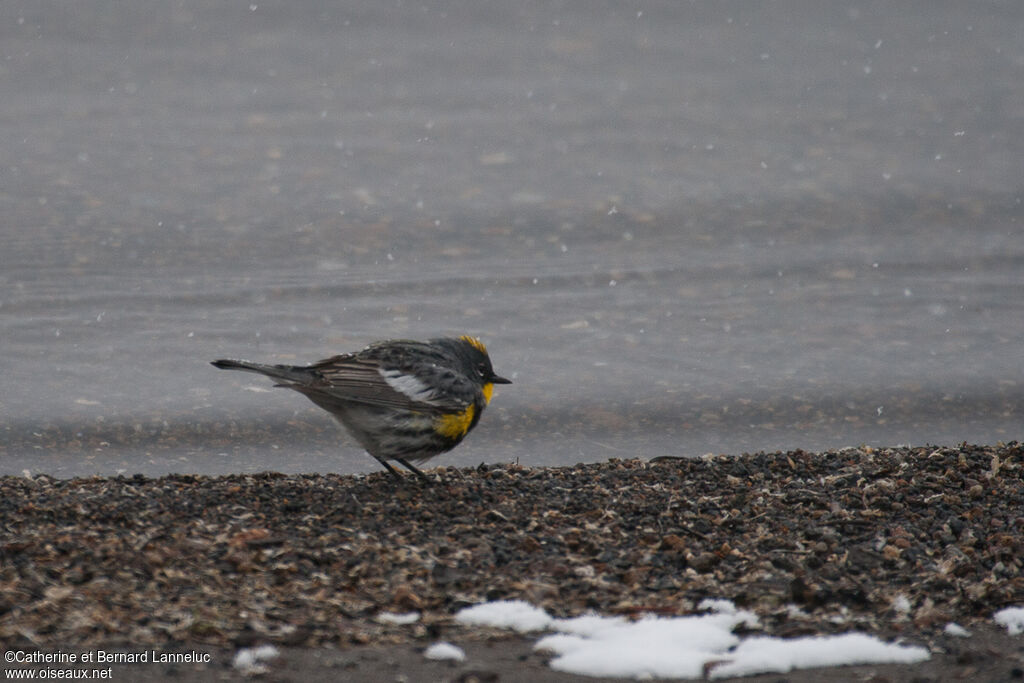 Paruline d'Audubon