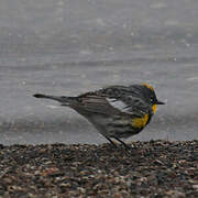 Audubon's Warbler