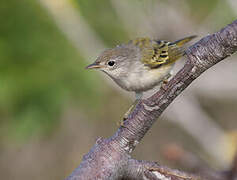 Mangrove Warbler