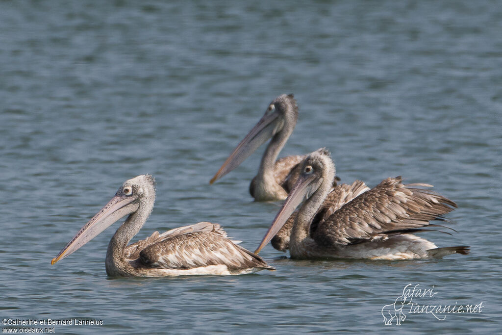 Spot-billed Pelicanadult