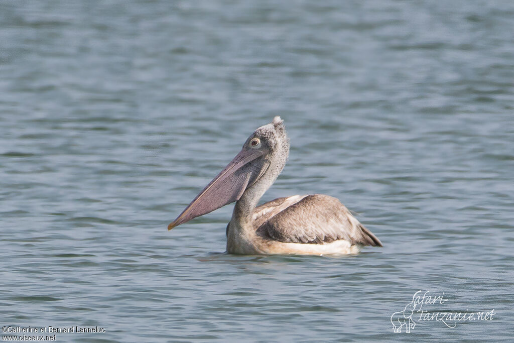 Pélican à bec tachetéadulte