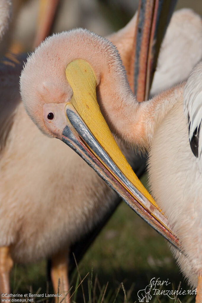 Great White Pelicanadult, aspect