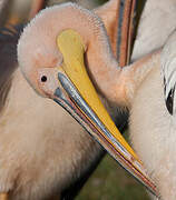 Great White Pelican