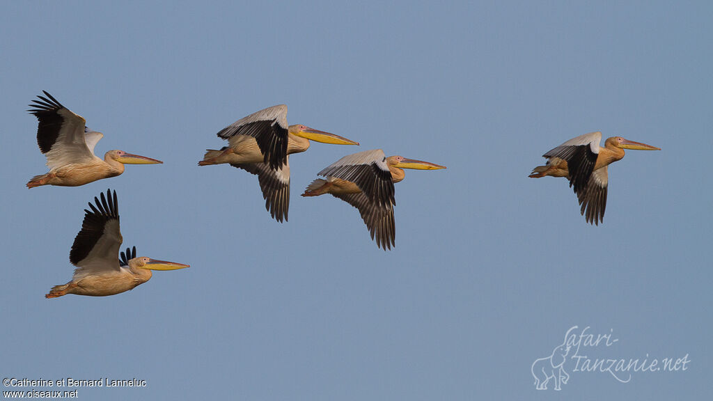 Great White Pelicanadult breeding, Flight