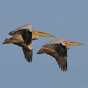 Great White Pelican