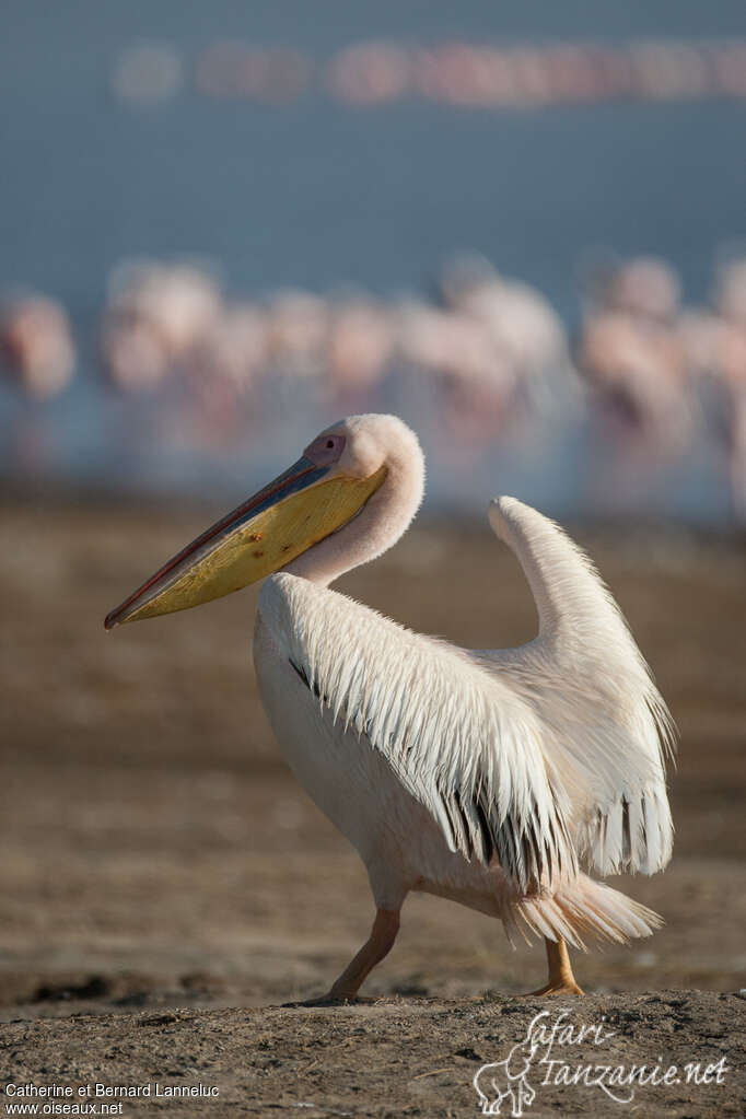 Great White Pelicanadult, walking