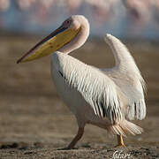 Great White Pelican