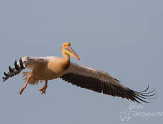 Great White Pelican