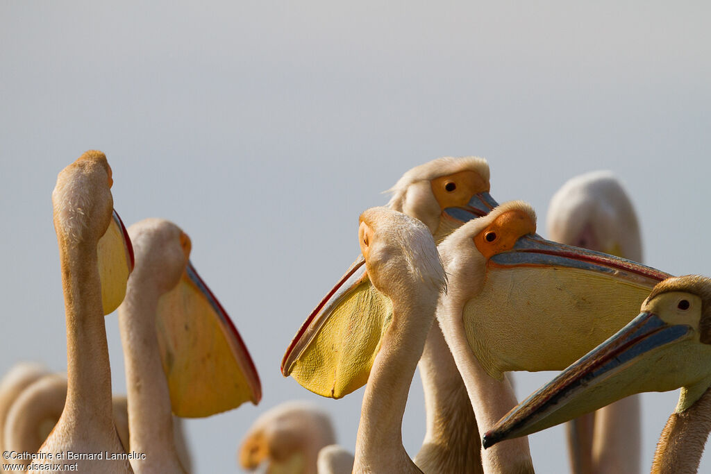 Great White Pelicanadult breeding