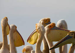 Great White Pelican