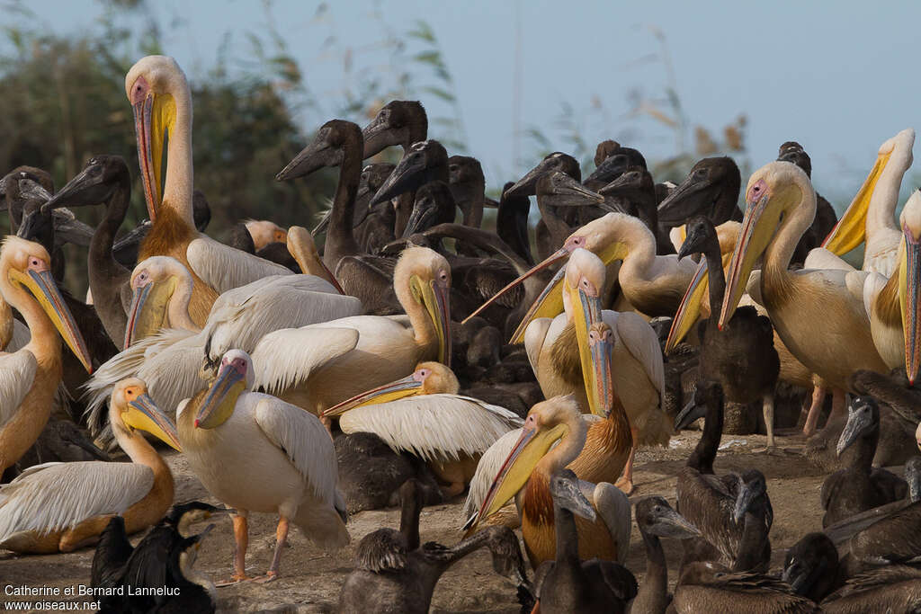 Great White Pelican, Reproduction-nesting, colonial reprod.