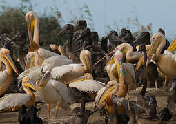 Great White Pelican