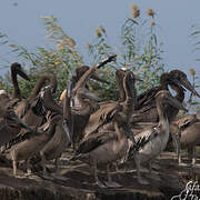 Great White Pelican