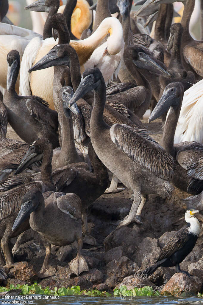 Pélican blancjuvénile, identification, r. coloniale