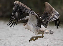 Great White Pelican