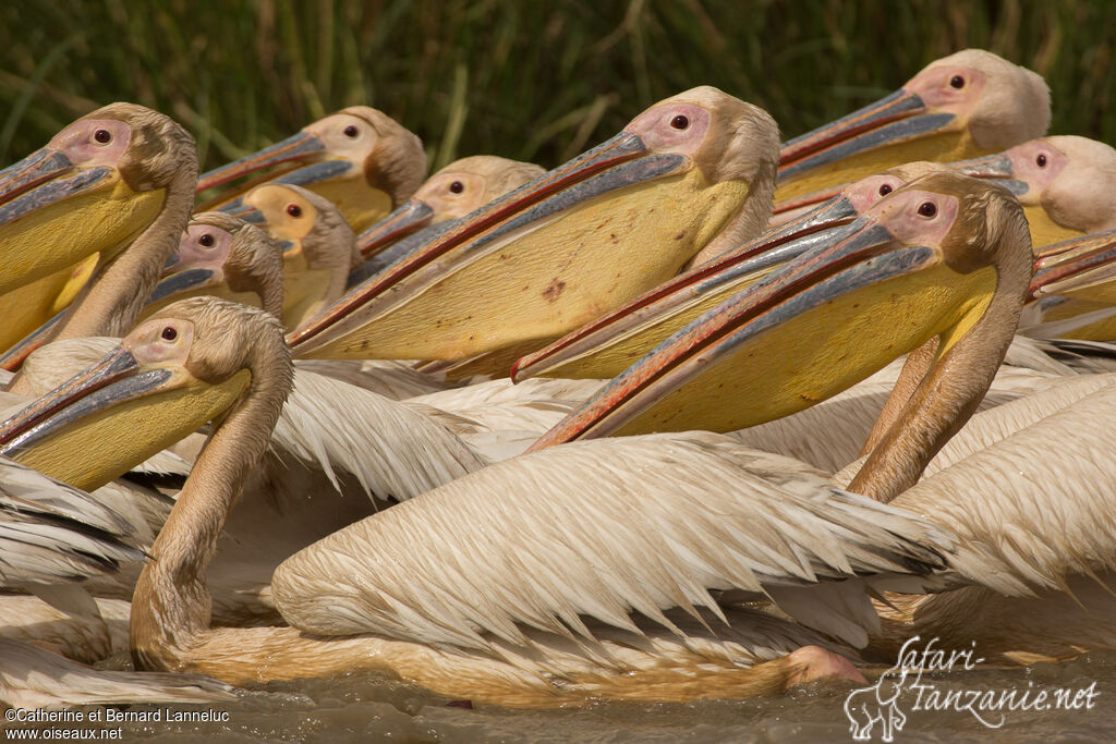 Great White Pelicanadult breeding, swimming, Behaviour