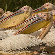 Great White Pelican