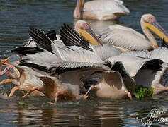 Great White Pelican