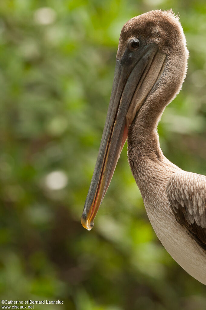 Brown Pelicanimmature, close-up portrait