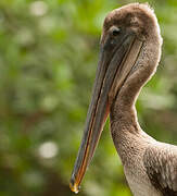 Brown Pelican