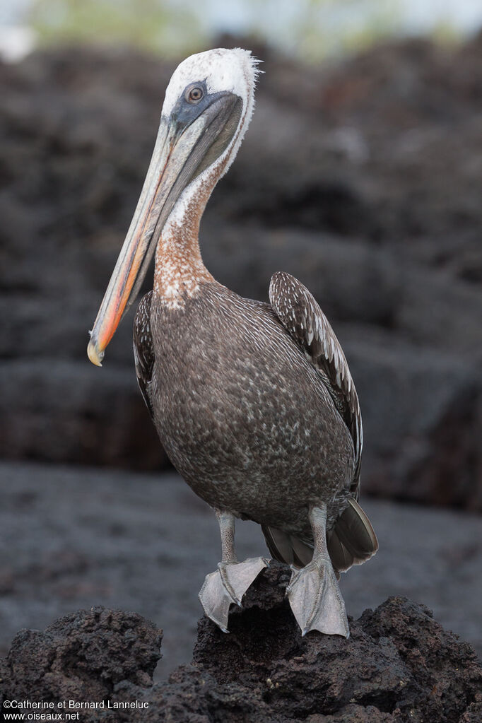 Brown Pelicanadult post breeding, Behaviour