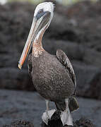 Brown Pelican