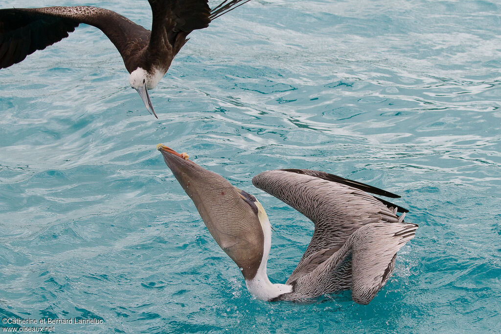 Brown Pelican, Behaviour