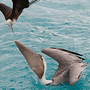 Brown Pelican