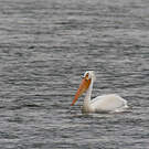 Pélican d'Amérique